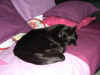 27-nov2003-Mika-asleep.jpg (44052 bytes)