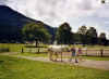 Brixen 2002 paardrijden.jpg (90388 bytes)
