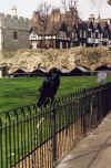 London 2003 Raven.jpg (190758 bytes)